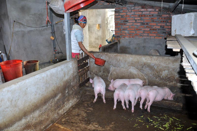 Hộ gia đình chị Tằng Ửng Múi, 1 trong 47 hộ dân được hỗ trợ lơn giống, đến nay gia đình đã phát triển được đàn lợn thương phẩm.  