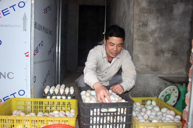Mỗi ngày đàn vịt của gia đình anh Quyện đẻ hơn 800 quả trứng.