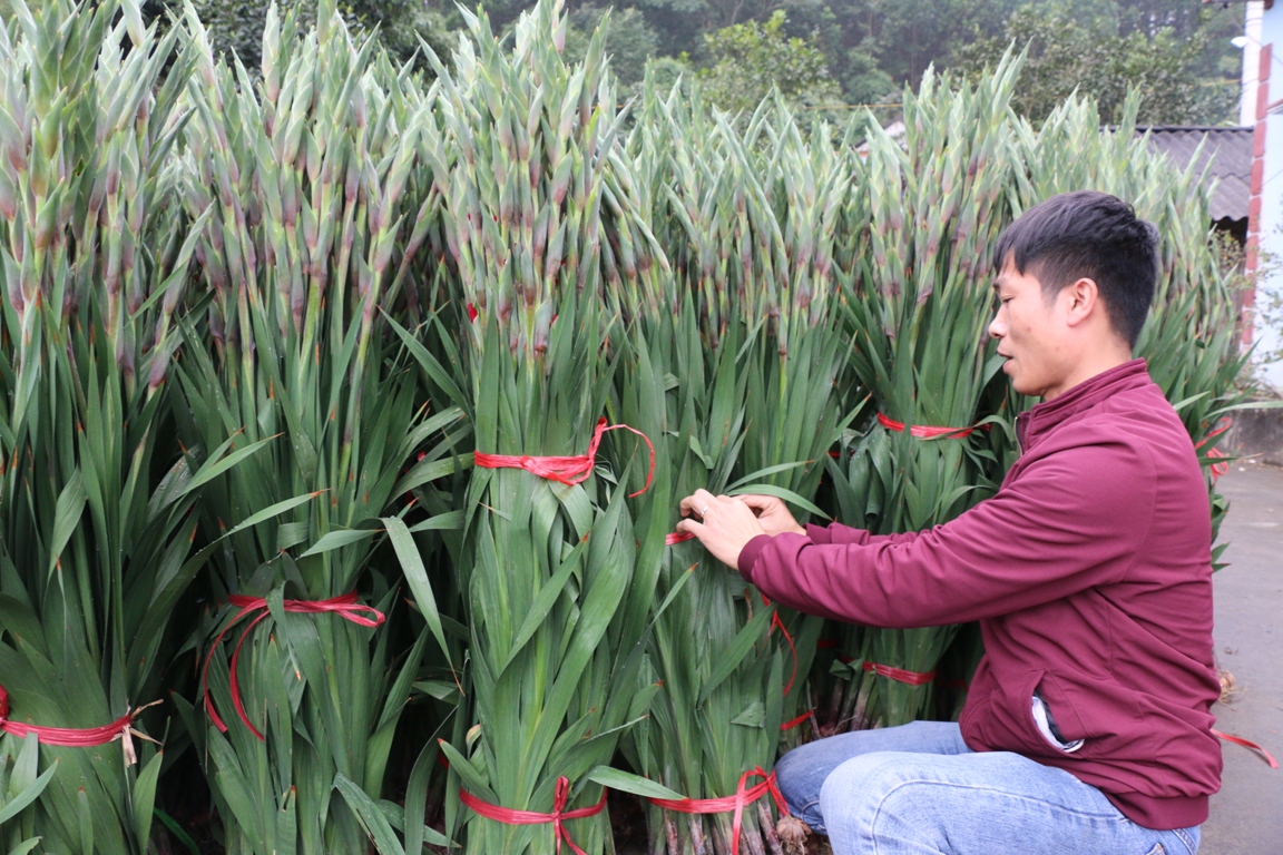HTX Hoa Phước Long đã liên kết với 23 hộ dân thôn Khe Mực, xã Tân Dân (huyện Hoành Bồ) trồng 3,7ha hoa lay ơn và ly cho hiệu quả kinh tế cao. Ảnh: Phạm Tăng