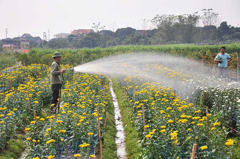 Vùng trồng hoa tại thôn Quảng Mản, xã Bình Khê 