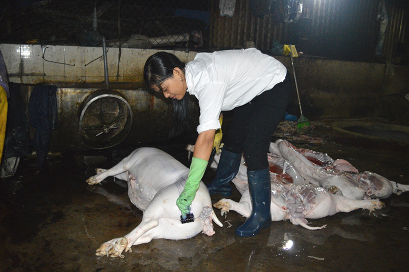 Nhân viên thú y kiểm tra, lăn dấu lợn đã giết mổ tại cơ sở giết mổ gia súc, gia cầm tập trung ở phường Hà Phong, TP Hạ Long.