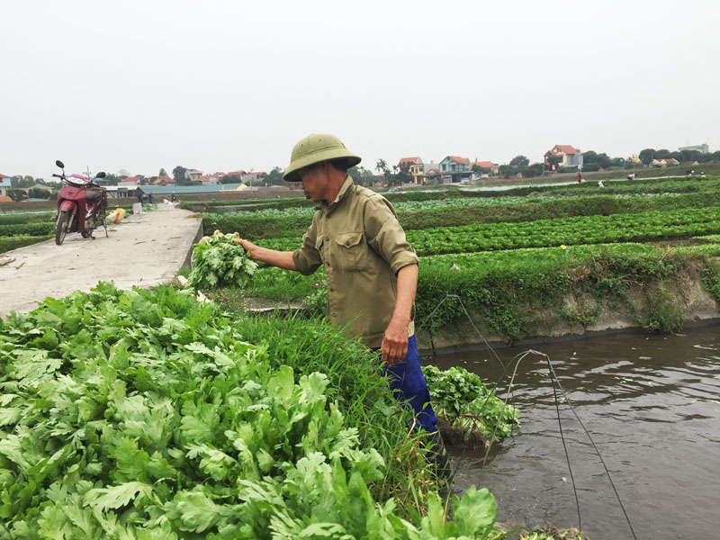 Theo ông Đào Văn Thanh, thời điểm này mỗi luống rau cải người nông dân thu về 100.000 đồng, chỉ mong không lỗ chứ chắc chắn không có lãi.