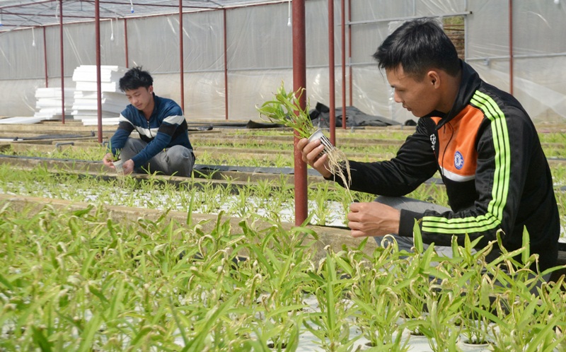 Các thành viên HTX kiểm tra quá trình phát triển của cây rau muống Nhật Bản khi trồng thủy canh. 