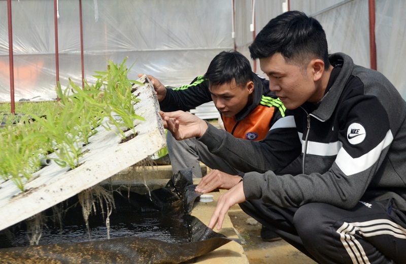 Anh Đặng Minh Đức (bên phải), Giám đốc HTX Sản xuất chế biến dịch vụ thương mại nông, lâm sản Quảng Ninh (TP Uông Bí) kiểm tra các khay rau trồng trên các ô trồng thủy canh.