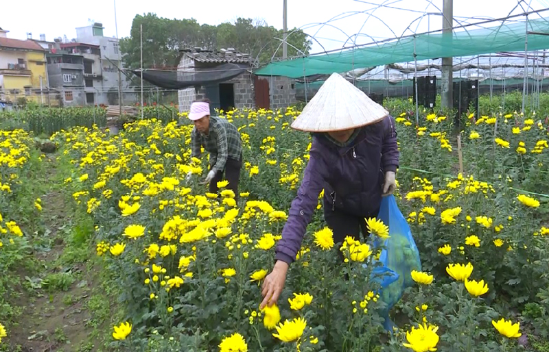 Nông dân Hoành Bồ chuẩn bị hoa phục vụ thị trường rằm tháng Giêng