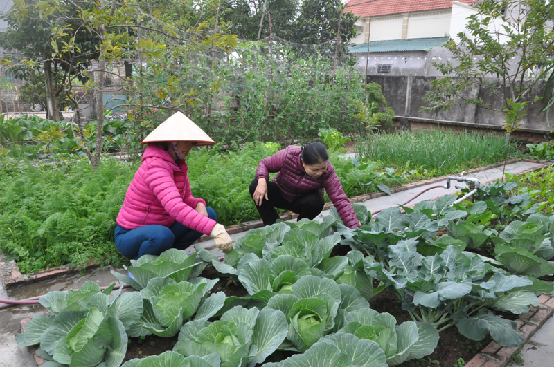 Cán bộ Hội LHPN phường Ninh Dương (TP Móng Cái) kiểm tra mô hình vườn kiểu mẫu  của gia đình chị Đỗ Thị Lương (áo hồng) tổ1, khu Thác Hàn. 