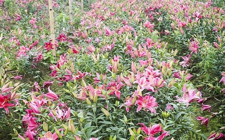   Các gia đình trồng hoa ly chủ yếu là người Tây Tựu, một số ít trồng tại xã Tây Tựu còn phần lớn đi thuê đất tại xã Thúy Hội, huyện Đan Phượng.