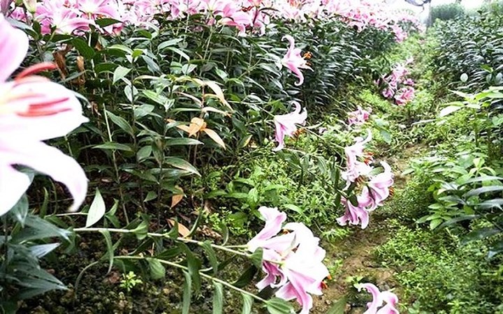   Nhiều người còn thuê đất ở xã Thúy Hội, huyện Đan Phượng để trồng hoa ly, chỉ có một số ít nở đúng dịp Tết mặc dù trước đó đã tính toán rất kỹ thời điểm hoa nở