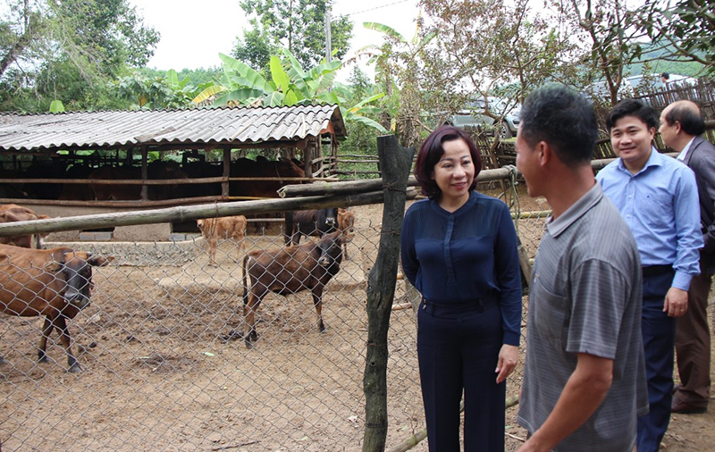 Đồng chí Vũ Thị Thu Thủy, Phó Chủ tịch UBND tỉnh thăm mô hình chăn nuôi bò tập trung của gia đình anh Chìu Văn Năm, xã Thanh Lâm (Ảnh: Bình Minh-CTV)