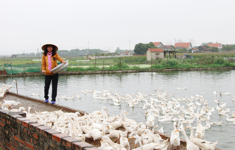 Mô hình chăn nuôi vịt đẻ trứng của gia đình chị Nguyễn Thị Tư, thôn Tân Tiến, xã Lê Lợi cho thu nhập ổn định.