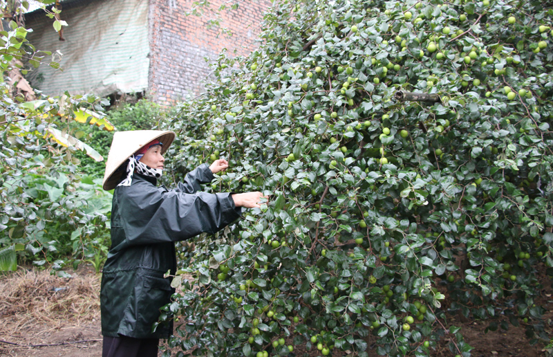 Bà Nguyễn Thị Hiền chăm sóc vườn cây ăn quả của gia đình.
