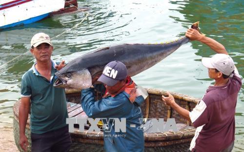 Ngư dân Phú Yên khai thác cá ngừ đại dương. Ảnh: Thế Lập/TTXVN