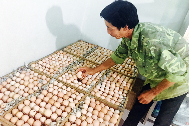 Công nhân  Công ty CP Phát triển chăn nuôi nông, lâm nghiệp Bình Minh, xã Yên Than (Tiên Yên) kiểm tra chất lượng trứng trước khi lên lò ấp.