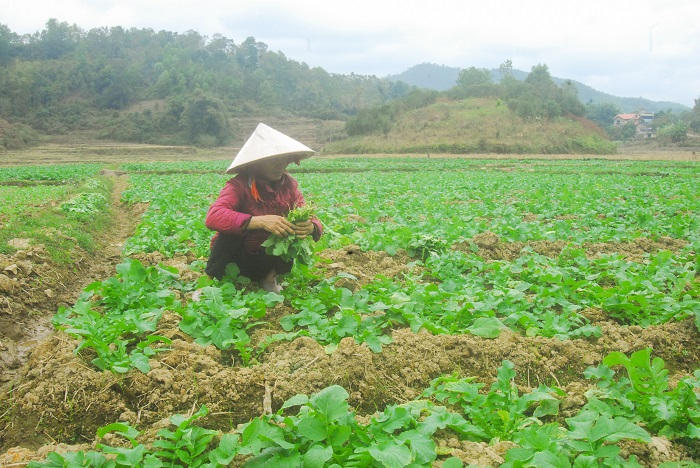 Ruộng trồng củ cải sạch của HTX Phát triển xanh tại xã Lục Hồn được người dân địa phương chăm sóc.