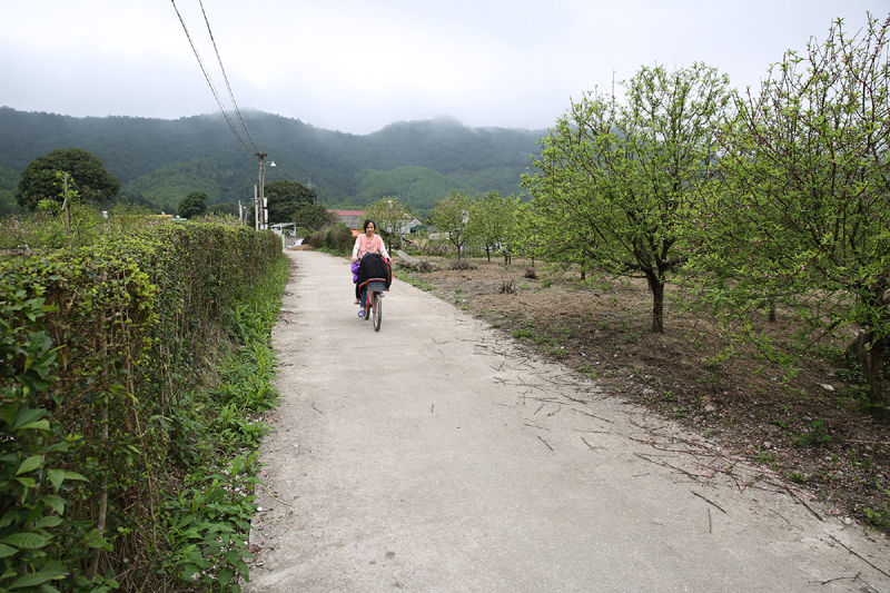 Một đoạn đường thôn trồng hàng rào bằng cây xanh tại Thôn 5, xã Hạ Long, huyện Vân Đồn