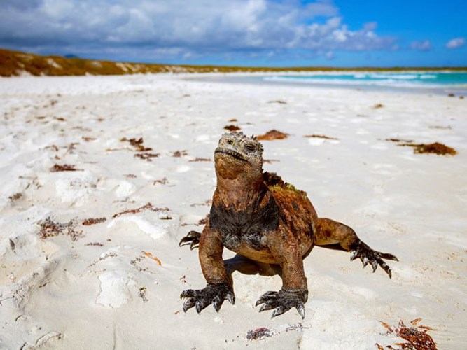   Quần đảo Galapagos: Với những người đam mê thế giới tự nhiên, quần đảo này chính là điểm đến vô cùng lý tưởng. Nằm ngoài khơi bờ biển Ecuador, giữa những ngọn núi lửa đang hoạt động, du khách có thể đi dạo trên những bãi biển xanh, bình dị,và ngắm nhìn những loại động vật kỳ lạ, hiếm có trên thế giới. Tháng 3 cũng là lúc bắt đầu mùa chim về làm tổ ở đây. 