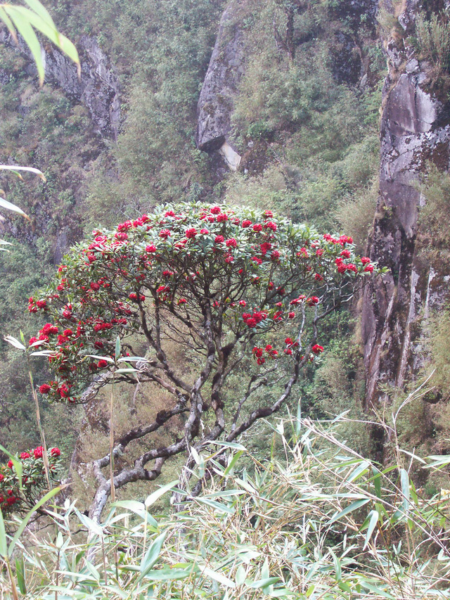 Những cây hoa Đỗ Quyên cổ thụ hàng trăm tuổi mọc trên núi Fansipan nở hoa tươi thắm trong nắng xuân