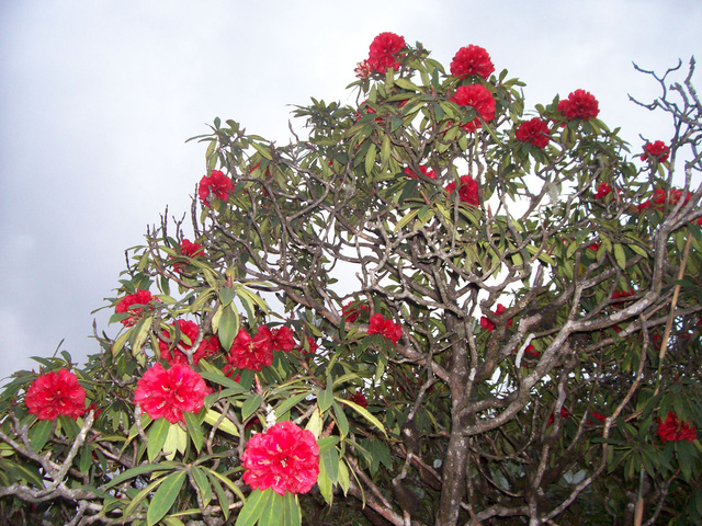 Hoa Đỗ Quyên đỏ kép là loài hoa quý hiếm của Vườn quốc gia Hoàng Liên (Sa Pa ) đã được công nhận là Cây di sản Việt Nam