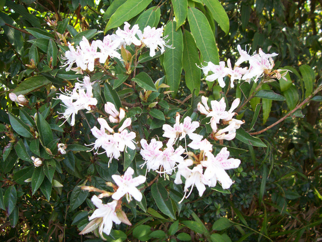 Hoa Đỗ Quyên phấn hồng là loài hoa mọc nhiều nơi trong Vườn quốc gia Hoàng Liên (Sa Pa )