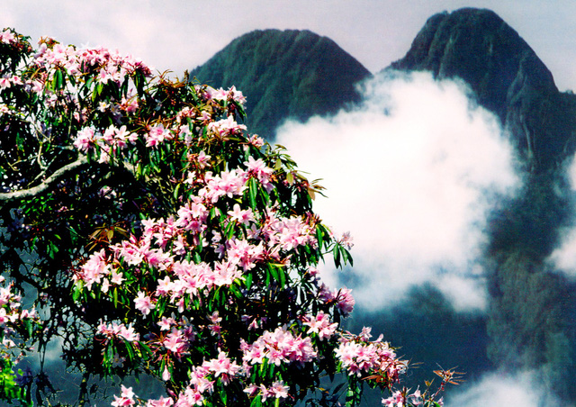 Hoa Đỗ Quyên cũng được coi là biểu tượng du lịch của vùng núi Sa Pa