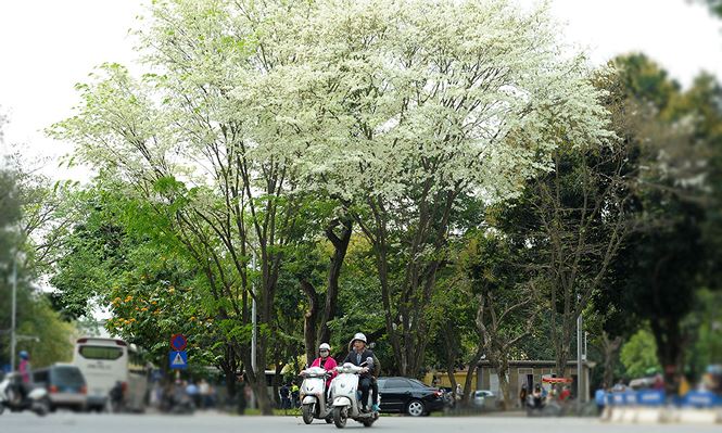 Đến hẹn lại lên, đầu tháng Ba những cây sưa với sắc xanh yên bình bất ngờ trỗi dậy vặn mình thay đổi trên trên nhiều con đường, góc phố của Hà Nội