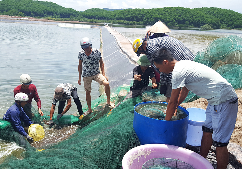 Hiện nhiều địa phương đang dành quỹ mặt nước để thu hút ngư dân chuyển đổi từ khai thác ven bờ sang NTTS. Trong ảnh người dân xã Hải lạng, huyện Tiên Yên thu hoạch tôm