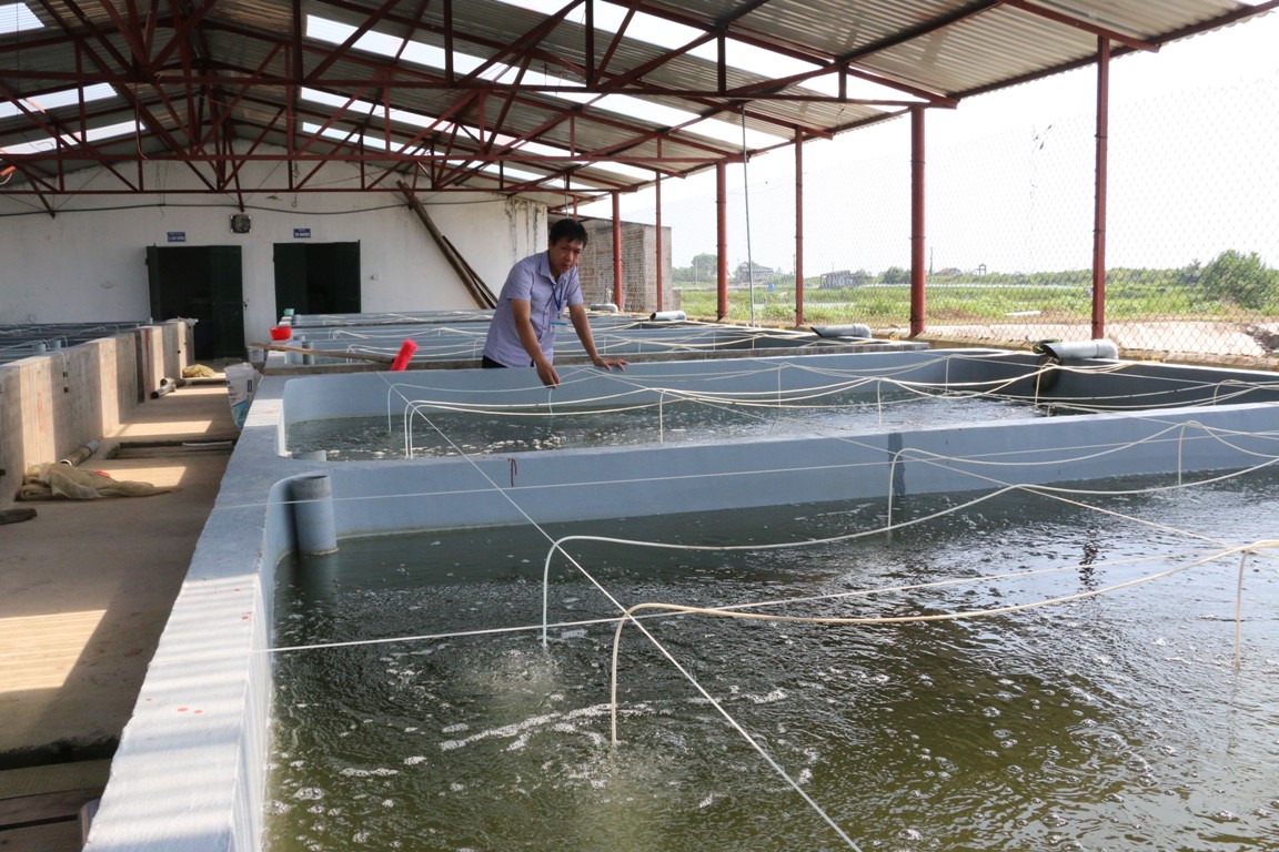 Mô hình sản xuất cá giống của HTX Sản xuất và nuôi trồng Thủy sản Bắc Việt (huyện Đầm Hà) áp dụng công nghệ nuôi trong nhà hiện đại.