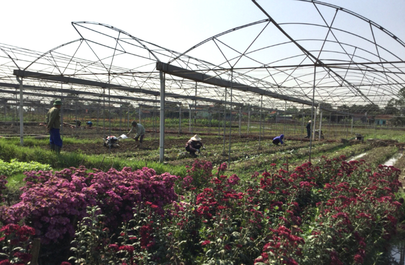 Hệ thống nhà vườn của HTX Hoa Sen tại xã Tiền An đang được khẩn trương hoàn thiện.