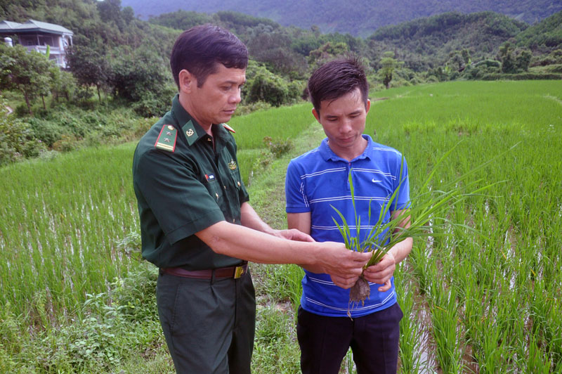 Cán bộ tăng cường xã của Đồn Biên phòng Quảng Đức hướng dân bà con thôn Pò Hèn, xã Quảng Đức phương pháp trồng giống lúa mới