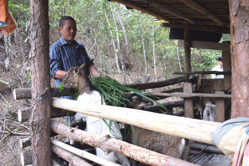 Anh Tài là hộ đàu tiên ở Phạt Chỉ trồng cỏ voi nuôi dê để hạn chế dê thả tự nhiên vào mùa đông