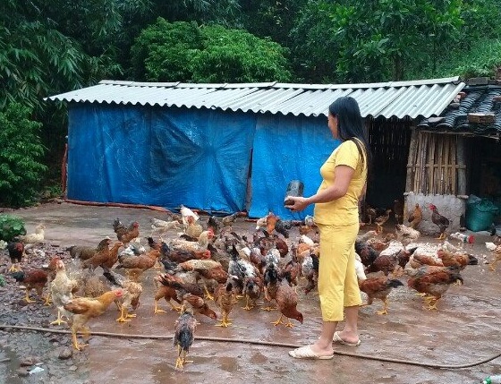 Ở Hà Lâu, nhà nào nuôi ít cũng có vài chục con gà.