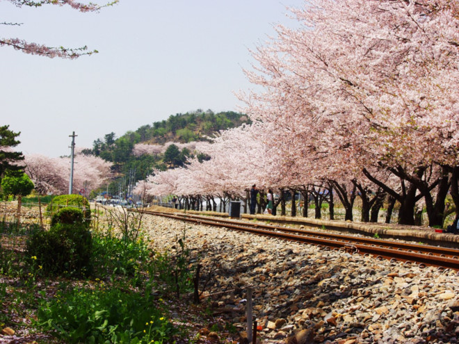 Đến Hàn Quốc để trải nghiệm đường hoa anh đào Yunjungno dài 6 km - ảnh 1Hoa anh đào tại Jinhae. Ảnh: visitkorea.org.vn