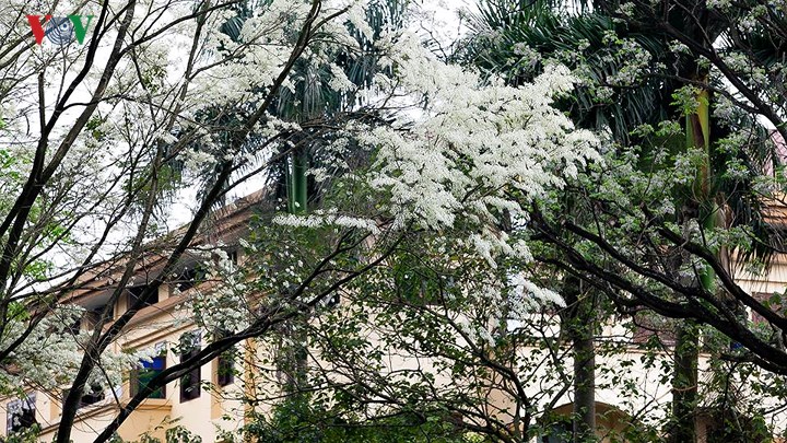   Những bông hoa nhỏ màu trắng mong manh tô điểm cho vẻ đẹp lãng mạn của Hà Nội mỗi độ xuân về.
