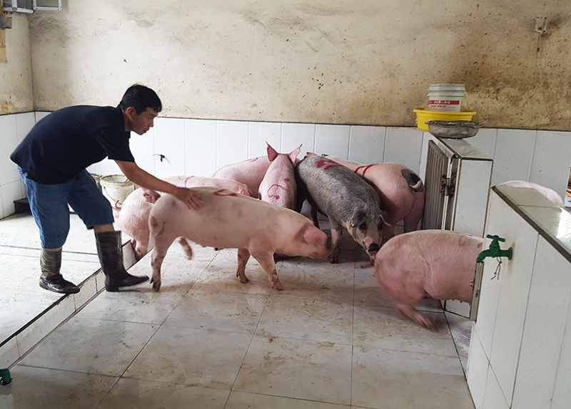 kiểm tra, phân loại lợn trước khi vào giết mổ tại lò mổ Thái Hòa (TP Cẩm Phả)