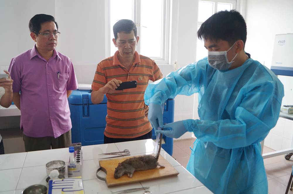 Cán bộ Trung tâm KDYTQT lấy mẫu dịch hạch từ chuột để kiểm tra 