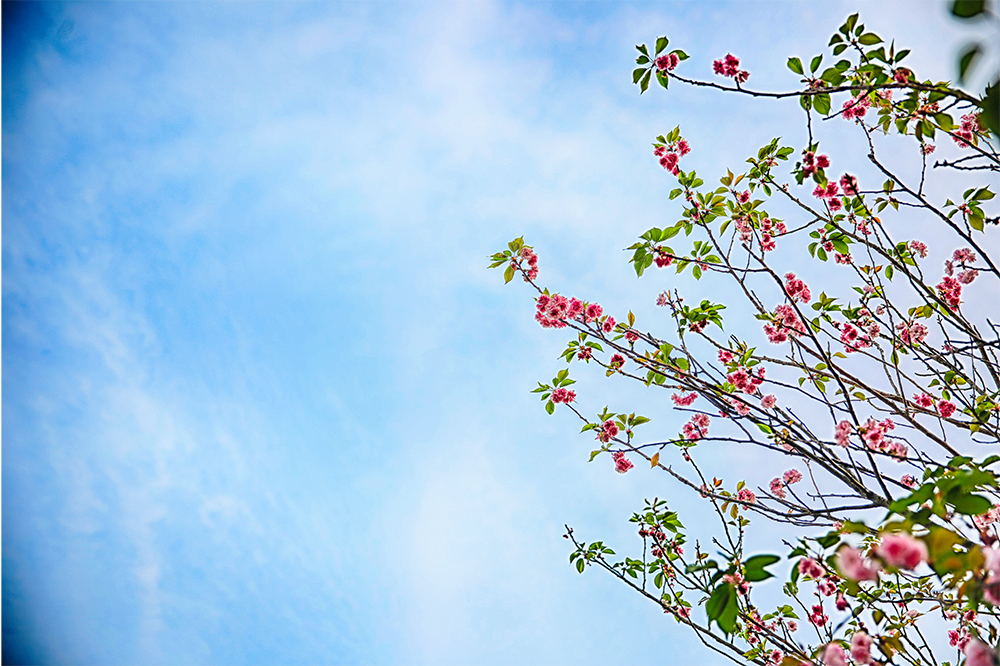 Cùng với mai vàng Yên Tử, TP Uông Bí cũng đã chuẩn bị 50 cây hoa anh đào Nhật Bản phục vụ lễ hội.