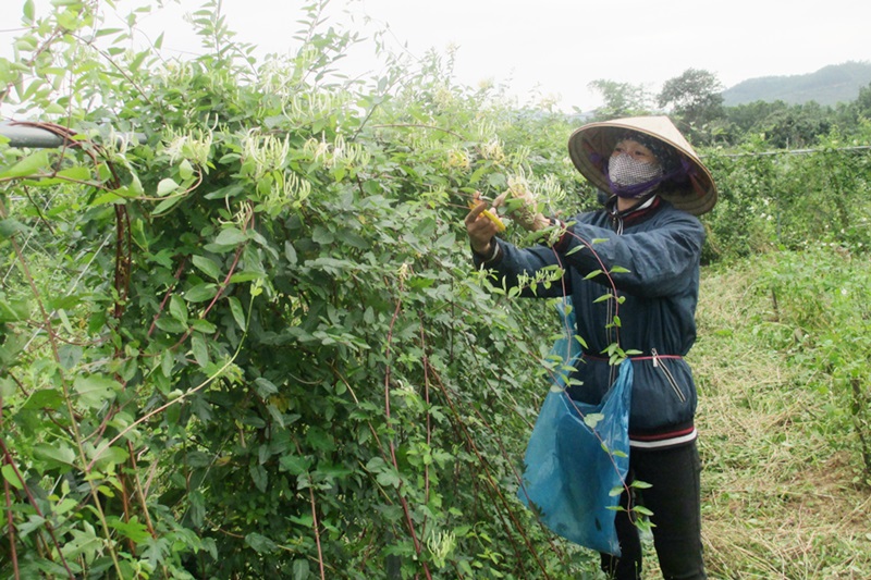Tổ tư vấn hỗ trợ HTX được thành lập sẽ giúp cho các HTX thuận lợi trong việc tiếp cận các chính sách hỗ trợ vốn, đất, nhân lực để phát huy thế mạnh Lao động HTX Nông dược xanh Tinh Hoa, (huyện Hoành Bồ) đang thu hoạch hoa 