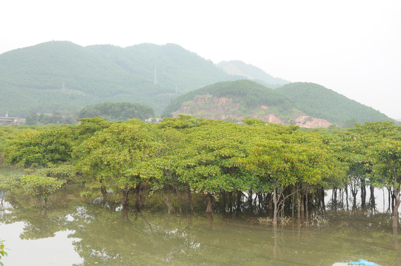 Rừng ngập mặn xã Đồng Rui đang ngày càng được mở rộng 