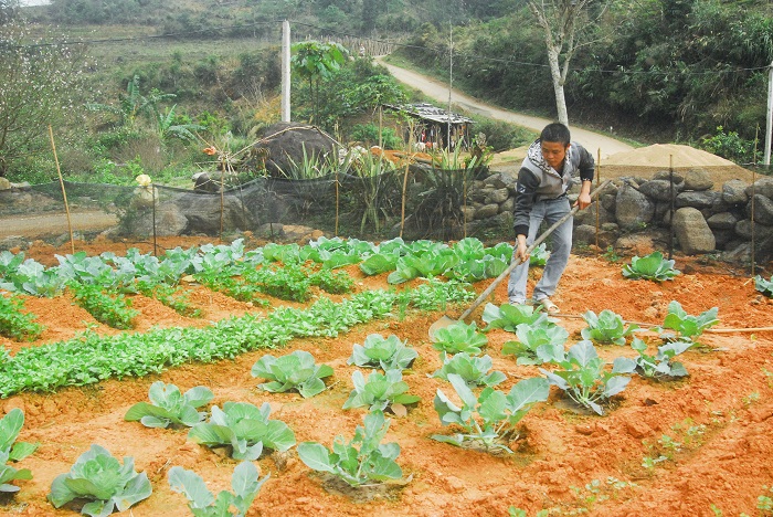 Anh Phùn Dảo Chăn chăm sóc vườn rau gia đình.