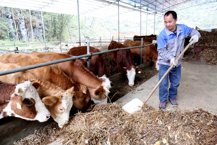 công nhân cơ sở nuôi bò thịt giảm nghèo kiểu mẫu huyện Thiên Đẳng cho bò ăn.