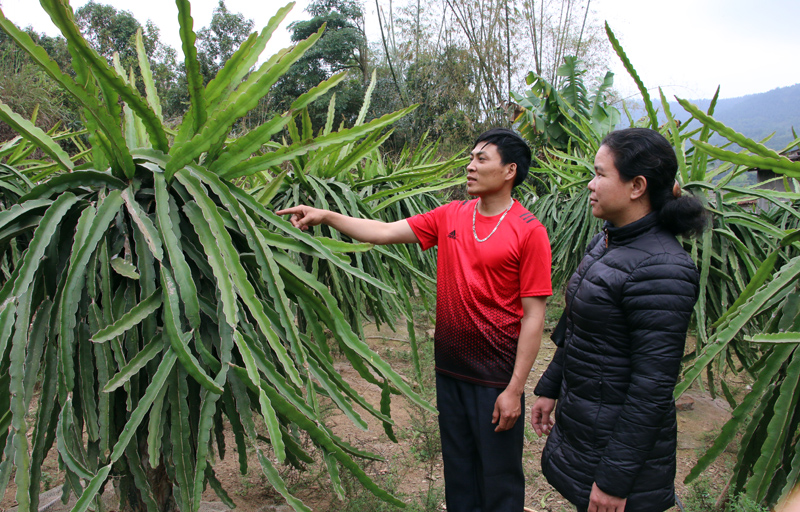 Cán bộ xã Hoành Mô khảo sát nhu cầu  xây dựng vườn mẫu của gia đình anh Hoàng Đức Hải, thôn Đồng Cậm, xã Hoành Mô. 