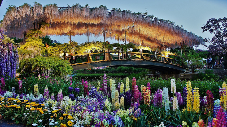 Công viên hoa Ashikaga, Ashigaka, Nhật Bản: Công viên hoa Ashigaka là địa điểm đặc biệt hấp dẫn đối với những người yêu thiên nhiên và hoa. Đây là nơi quy tụ của hàng trăm loại hoa, trong đó nổi bật và chiếm ưu thế nhất là những bông hoa tử đằng, nở vào khoảng cuối tháng 4, tạo nên khung cảnh tuyệt đẹp và đầy lãng mạn, thu hút một lượng lớn du khách ghé thăm. Ảnh: Bpluxurytravel.