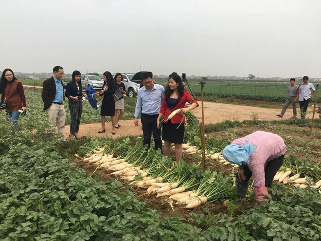 Lãnh đạo Sở Công Thương Hà Nội xuống trực tiếp xã Tráng Việt để tìm giải pháp hỗ trợ người nông dân. (Ảnh: PV/Vietnam+)