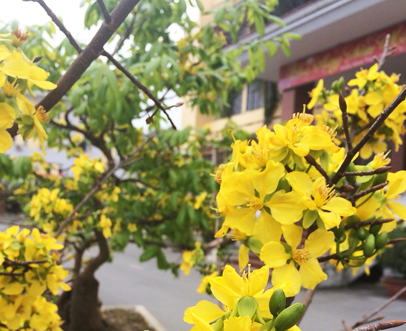 Hỗ trợ người dân 10.000 cây giống hoa mai vàng Yên Tử - Báo Quảng Ninh điện  tử