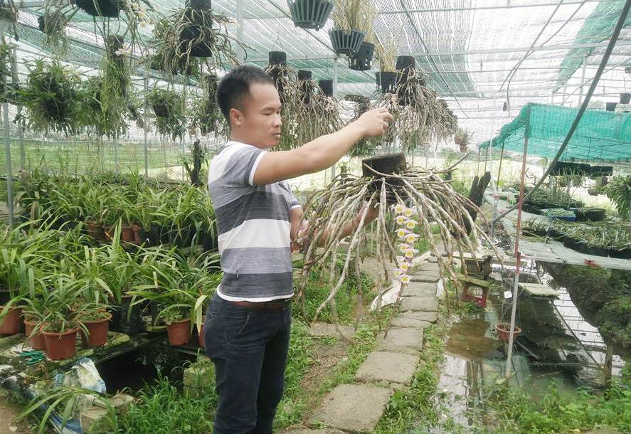 Anh Nguyễn Minh Tuấn (SN 1987), trú tại Thôn 2, xã Hiệp Hòa đang chăm sóc lan rừng tại vườn nhà.