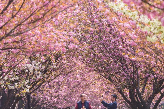 Những cây anh đào được trồng dày ở dọc các con đường tại trường Đại học Giao thông Tây An, tỉnh Thiểm Tây, phía tây bắc Trung Quốc. Nhờ có đủ sắc hoa anh đào như hồng, trắng... khuôn viên ngôi trường này vào mùa xuân trở thành một thiên đường hoa đẹp hút hồn.