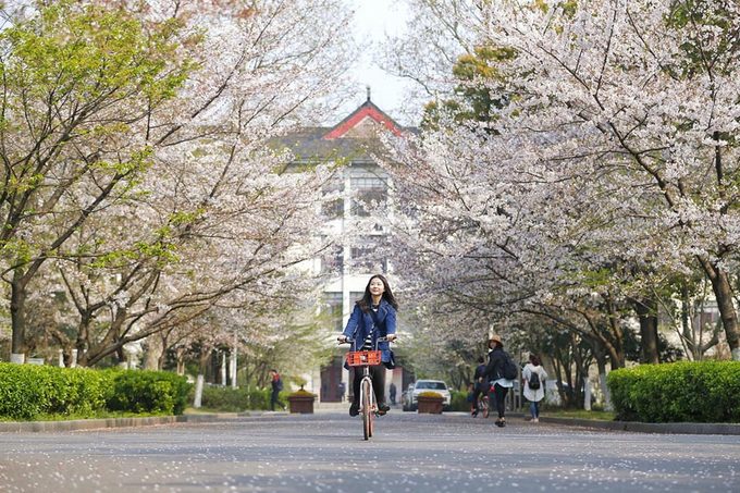 Chỉ cần đi dạo, đạp xe ở những con đường trong trường Đại học Lâm nghiệp Nam Kinh, tỉnh Giang Tô, du khách cũng có thể cảm nhận vẻ đẹp của mùa xuân vì hoa anh đào nơi đây đang vào độ rực rỡ nhất.