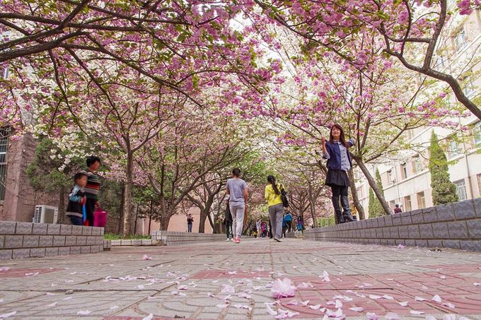 Những hàng cây anh đào rực hồng trong sân trường Đại học Nông nghiệp Hà Nam, tỉnh Hà Nam, miền trung Trung Quốc.