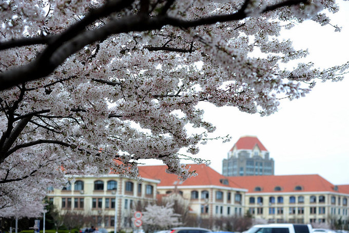 Hoa anh đào nở rộ trong khuôn viên trường Đại học Đại Dương, tỉnh Sơn Đông, ở phía đông Trung Quốc.