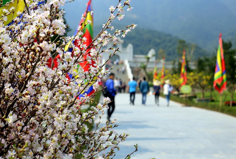 Quốc hoa của Nhật Bản rực rỡ dưới chân non thiêng Yên Tử - quê hương của mai vàng.